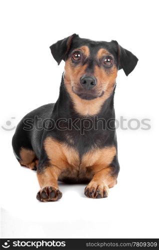 Jack Russel Terrier dog. Front view of Jack Russel Terrier dog lying, isolated on a white background