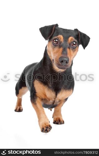 Jack Russel Terrier dog. Front view of Jack Russel Terrier dog stepping, isolated on a white background