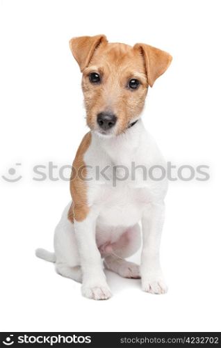 Jack Russel Terrier dog. Jack Russel Terrier dog in front of a white background