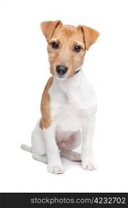 Jack Russel Terrier dog. Jack Russel Terrier dog in front of a white background