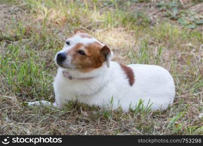 Jack Russel terrier dog lying in a garden