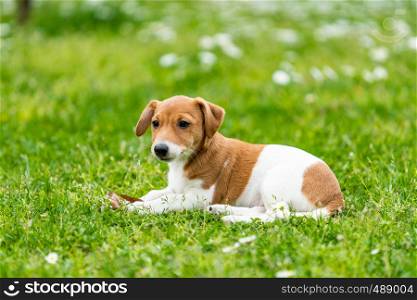 Jack Russel Terrier dog outdoors in the nature on grass meadow on a summer day