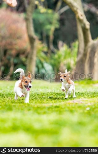Jack Russel Terrier dog outdoors in the nature on grass meadow on a summer day