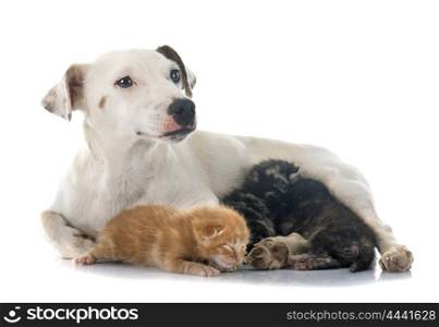 jack russel terrier et young kitten in studio