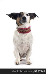 jack russel terrier in front of white background