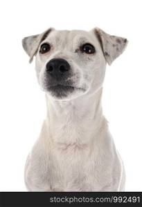 jack russel terrier in front of white background