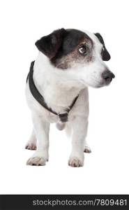 jack russel terrier isolated on a white background
