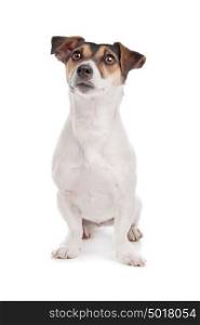 Jack russel Terrier. Jack russel Terrier dog in front of a white background