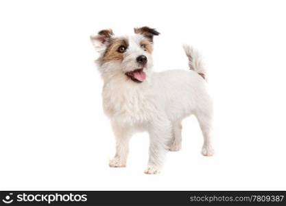 Jack russel Terrier. Jack russel Terrier dog in front of a white background