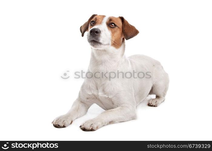 Jack Russel Terrier. Jack Russel Terrier in front of a white background