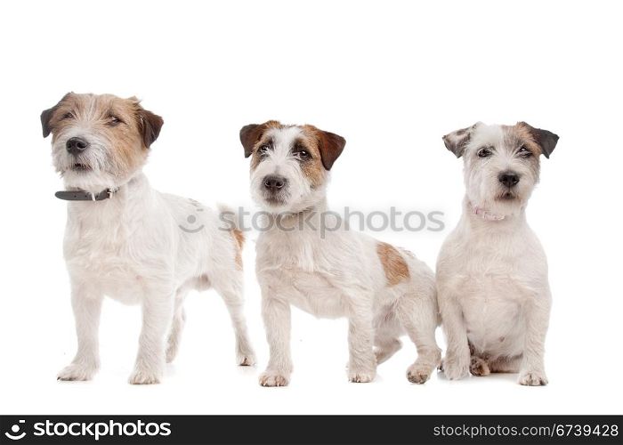 Jack Russel Terrier. Jack Russel Terrier in front of a white background