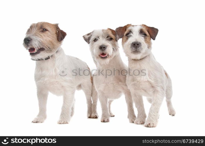 Jack Russel Terrier. Jack Russel Terrier in front of a white background