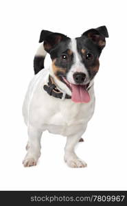 Jack russel Terrier. Jack russel Terrier in front of a white background