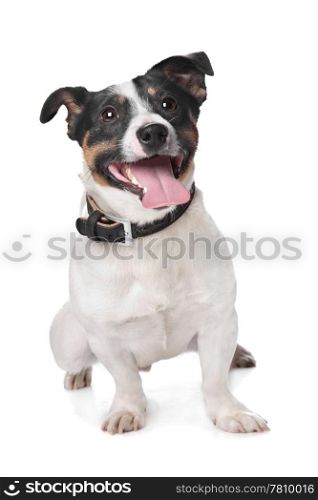 Jack russel Terrier. Jack russel Terrier in front of a white background