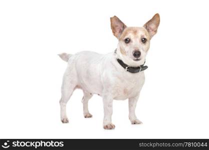 Jack russel terrier. Jack russel terrier on front of a white background