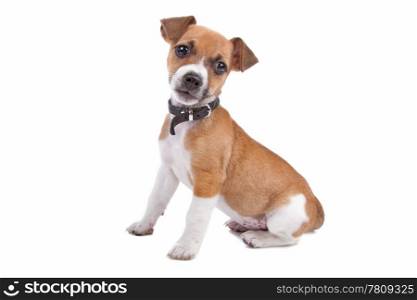 Jack Russel Terrier puppy. Cute Jack Russel Terrier puppy sitting, isolated on a white background