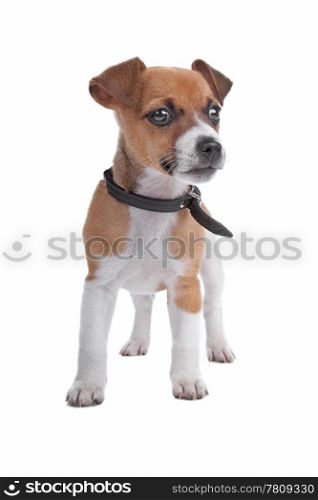 Jack Russel Terrier puppy. Jack Russel Terrier puppy isolated on a white background