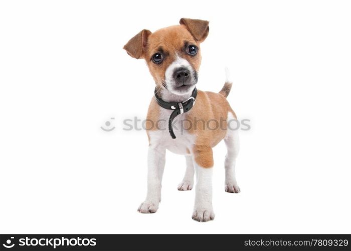 Jack Russel Terrier puppy. Jack Russel Terrier puppy standing, looking at camera, isolated on a white background