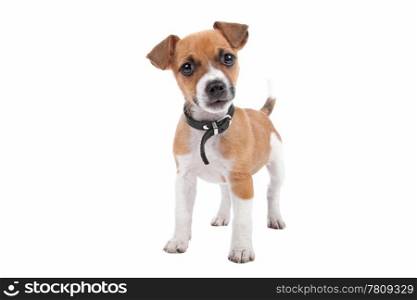 Jack Russel Terrier puppy. Jack Russel Terrier puppy standing, looking at camera, isolated on a white background