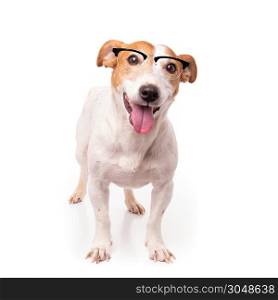 jack russell dog isolated on white background, wearing reading glasses