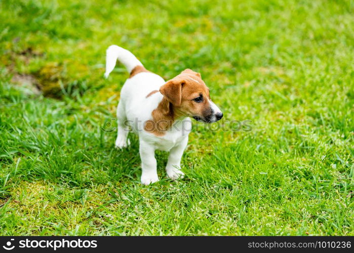 jack russell dog on grass meadow