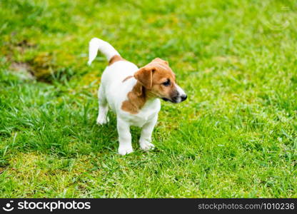 jack russell dog on grass meadow