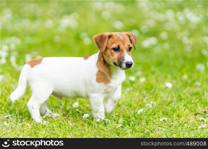 jack russell dog on grass meadow