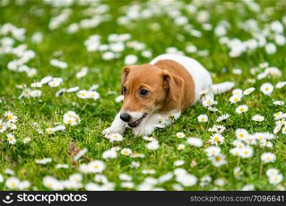 jack russell dog on grass meadow