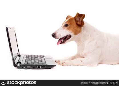 jack russell dog using a computer and browsing the internet