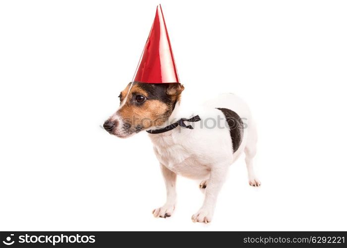 Jack Russell puppy wearing a festive hat, isolated over white