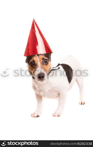 Jack Russell puppy wearing a festive hat, isolated over white