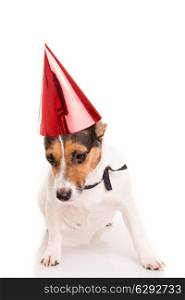 Jack Russell puppy wearing a festive hat, isolated over white