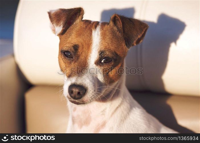 Jack Russell Terrier Dog Portrait