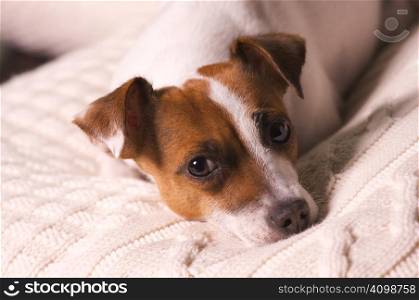 Jack Russell Terrier Dog Portrait on Pillow