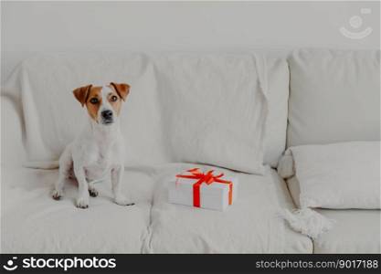 Jack russell terrier dog sits on white soft sofa near gift box. Pedigree dog in domestic atmosphere at modern apartment. White color prevails. Horizontal shot