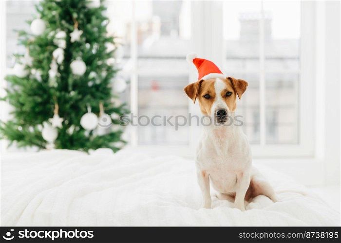 Jack Russell terrier dog wears Santa Claus hat, poses on white bed in spacious bedroom against big window and decorated Christmas tree. Winter holidays concept.