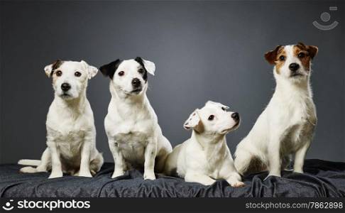 Jack Russell terrier family portrait, adult male and female and two male puppies - studio shot and gray background