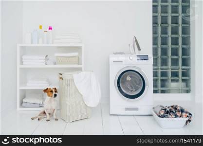 Jack russell terrier in bathroom with mashing machine, basket with laundry, shelf with folded linen and bottles with detergent, white walls.