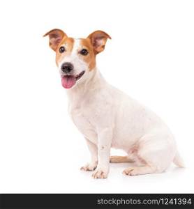 Jack Russell Terrier, isolated on white background at studio