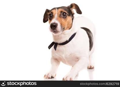 Jack Russell Terrier posing isolated over white background