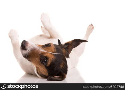 Jack Russell Terrier posing isolated over white background