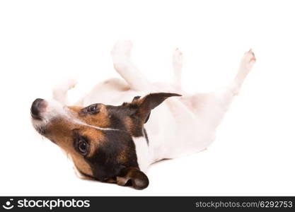 Jack Russell Terrier posing isolated over white background