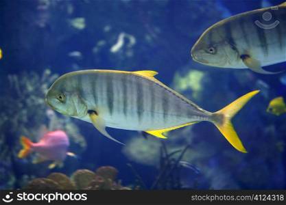 Jack stripped fish with yellow fins in tropical Red Sea, nature
