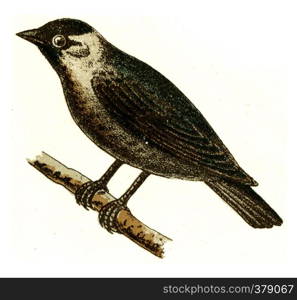 Jackdaw, vintage engraved illustration. From Deutch Birds of Europe Atlas.