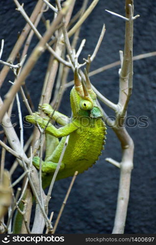 Jackson&rsquo;s Three-horned Chameleon (Trioceros jacksonii)