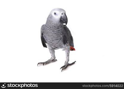 Jaco or african gray parrot in home