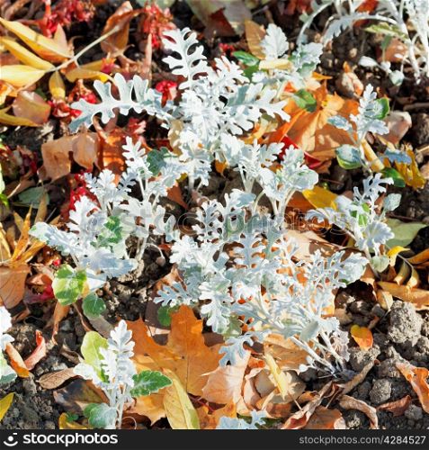 Jacobaea maritima SilverDust plant and leaf litter in autumn