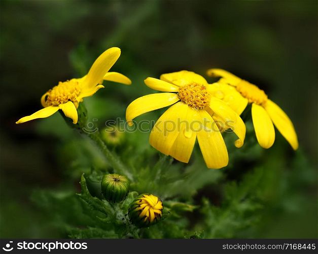 Jacobaea vulgaris on a dark green blurred background. Ragwort (Jacobaea vulgaris) is a wild flower.