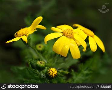 Jacobaea vulgaris on a dark green blurred background. Ragwort (Jacobaea vulgaris) is a wild flower.