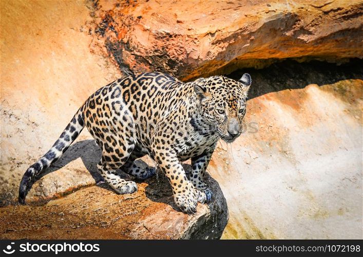 jaguar animal hunting / beautiful jaguar sitting on rock looking food stalking follow its prey in jungle nature wildlife national park